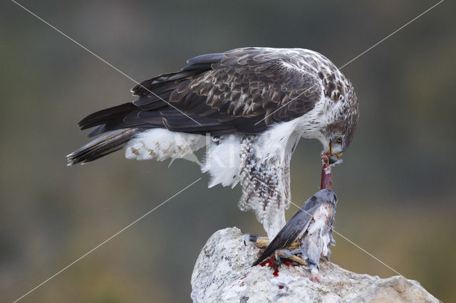 Bonelli's Eagle (Hieraaetus fasciatus)