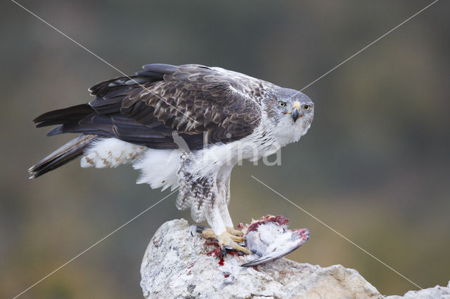 Bonelli's Eagle (Hieraaetus fasciatus)