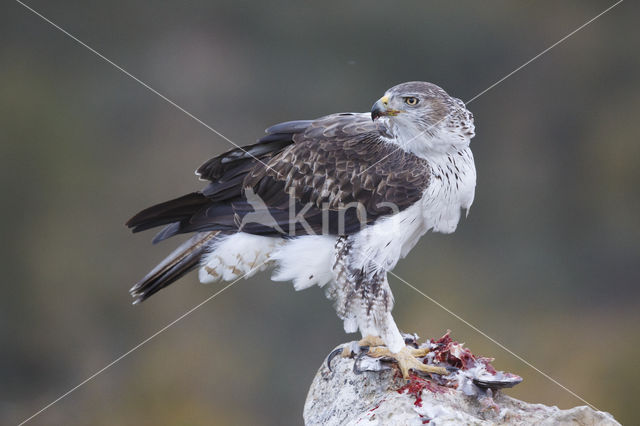 Bonelli's Eagle (Hieraaetus fasciatus)