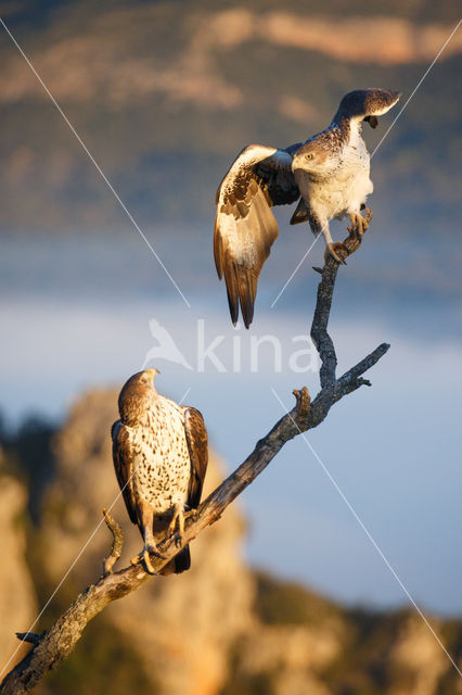 Bonelli's Eagle (Hieraaetus fasciatus)