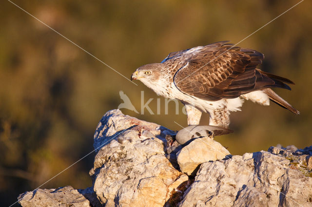 Havikarend (Hieraaetus fasciatus)