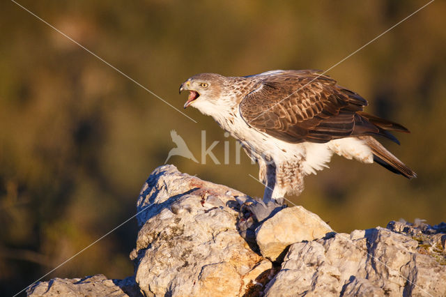 Bonelli's Eagle (Hieraaetus fasciatus)