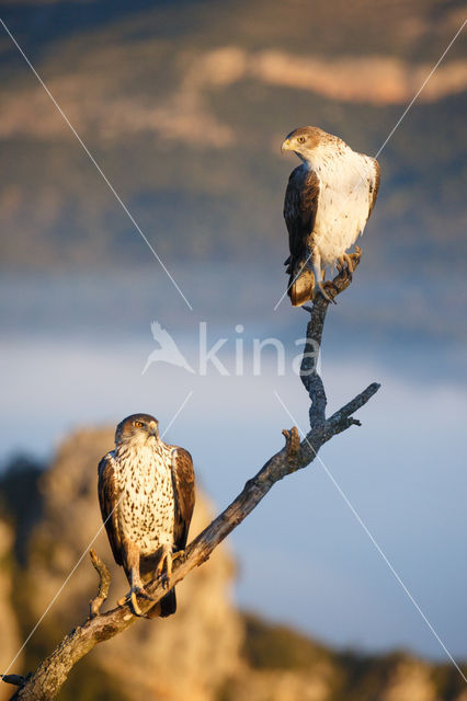 Bonelli's Eagle (Hieraaetus fasciatus)