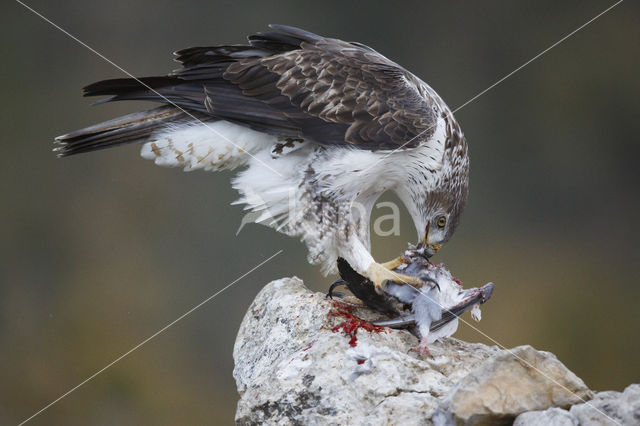 Bonelli's Eagle (Hieraaetus fasciatus)