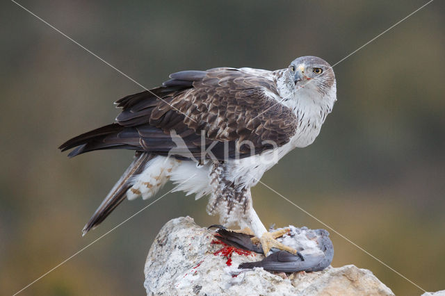 Bonelli's Eagle (Hieraaetus fasciatus)