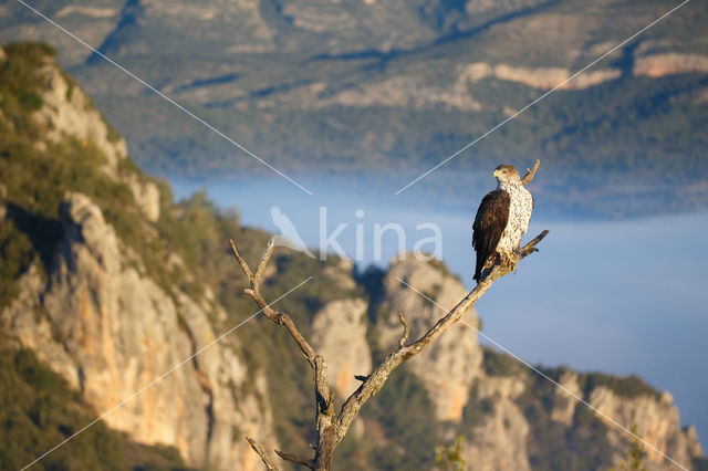 Bonelli's Eagle (Hieraaetus fasciatus)