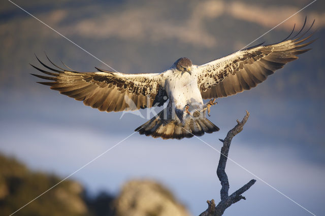 Bonelli's Eagle (Hieraaetus fasciatus)