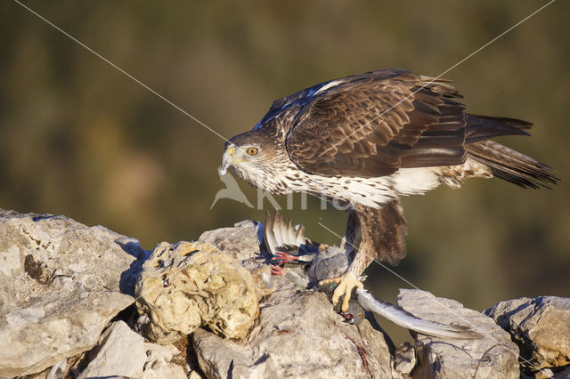 Bonelli's Eagle (Hieraaetus fasciatus)