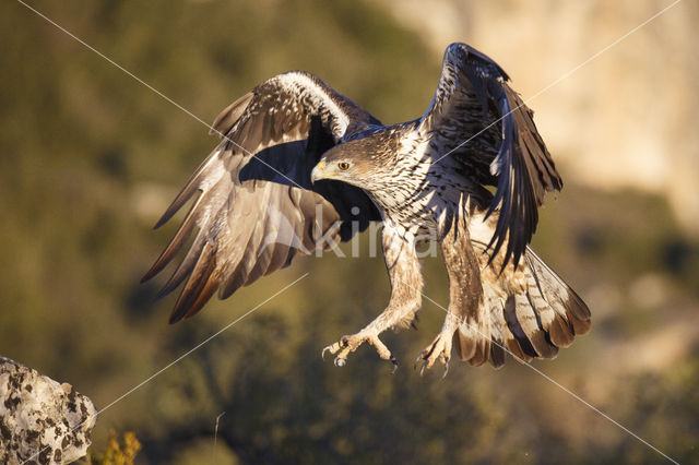 Bonelli's Eagle (Hieraaetus fasciatus)