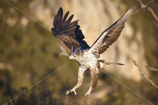 Bonelli's Eagle (Hieraaetus fasciatus)