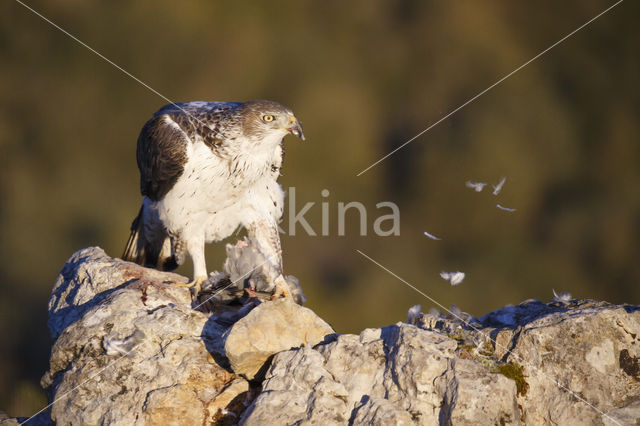 Bonelli's Eagle (Hieraaetus fasciatus)