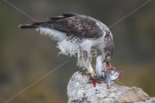 Bonelli's Eagle (Hieraaetus fasciatus)