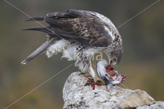 Bonelli's Eagle (Hieraaetus fasciatus)