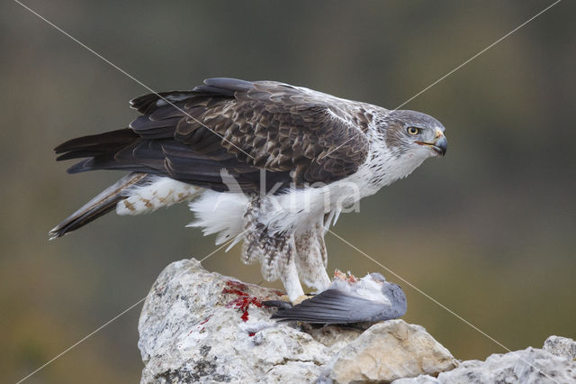 Bonelli's Eagle (Hieraaetus fasciatus)