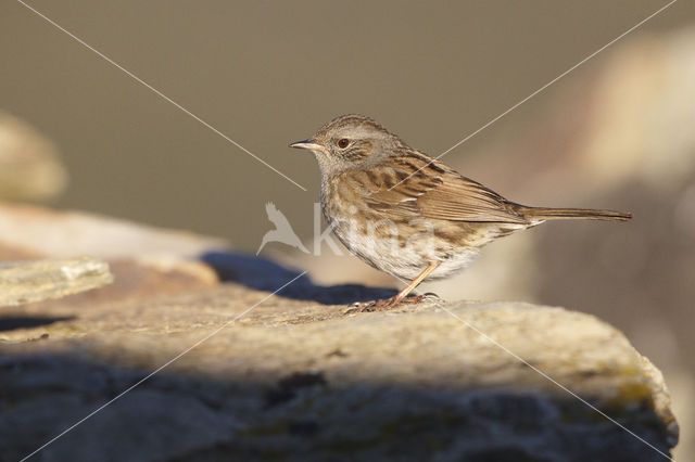 Dunnock