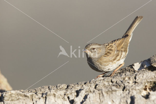 Heggemus (Prunella modularis)