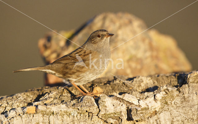 Heggemus (Prunella modularis)