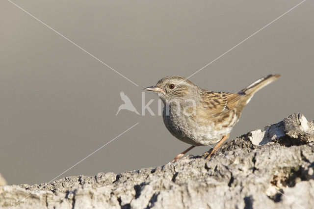 Dunnock