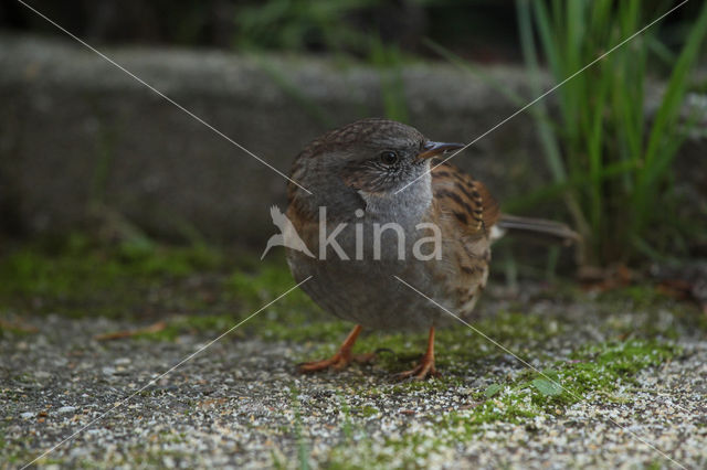 Dunnock