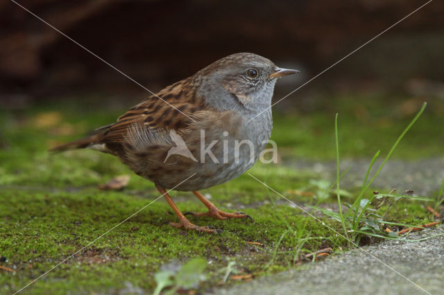 Dunnock