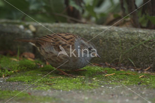 Dunnock