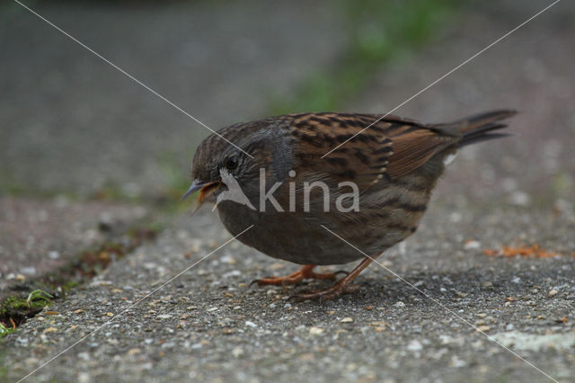 Heggemus (Prunella modularis)