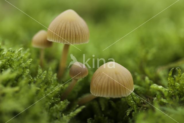 Honinggeel mosklokje (Galerina pumila)