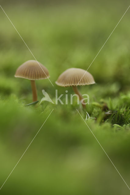 Honinggeel mosklokje (Galerina pumila)