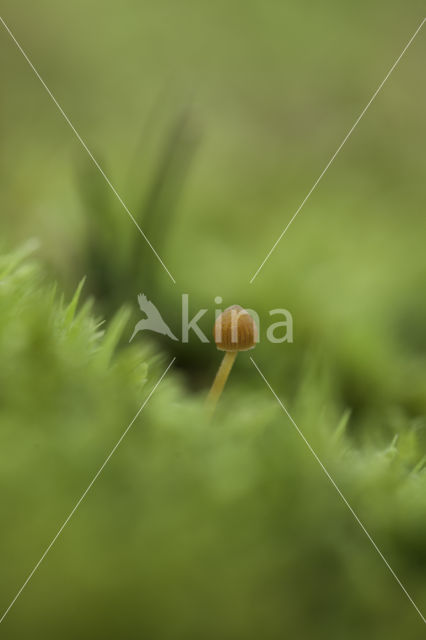 Honinggeel mosklokje (Galerina pumila)