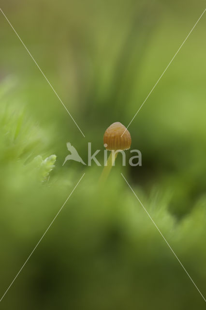 Galerina pumila