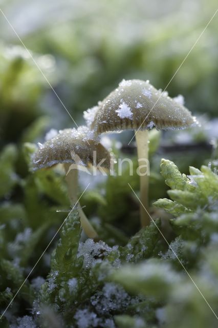 Honinggeel mosklokje (Galerina pumila)