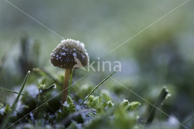 Honinggeel mosklokje (Galerina pumila)