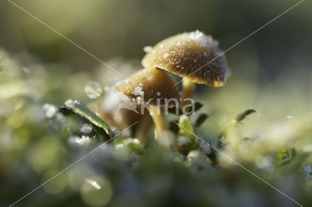 Honinggeel mosklokje (Galerina pumila)