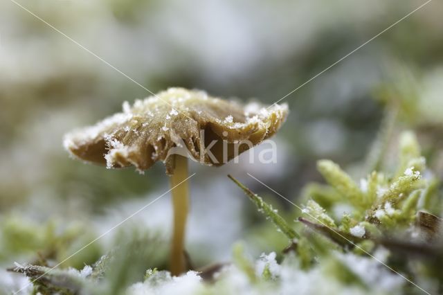 Honinggeel mosklokje (Galerina pumila)