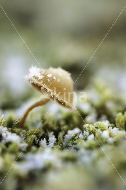 Honinggeel mosklokje (Galerina pumila)