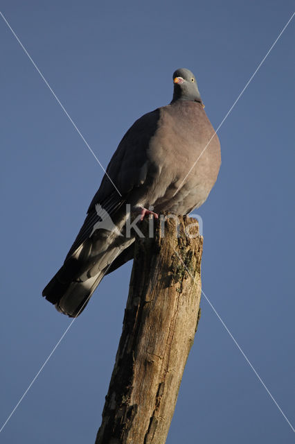 Houtduif (Columba palumbus)