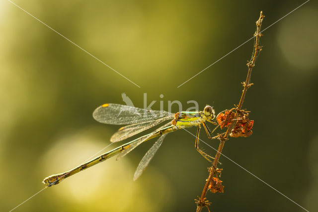 Houtpantserjuffer (Lestes viridis)