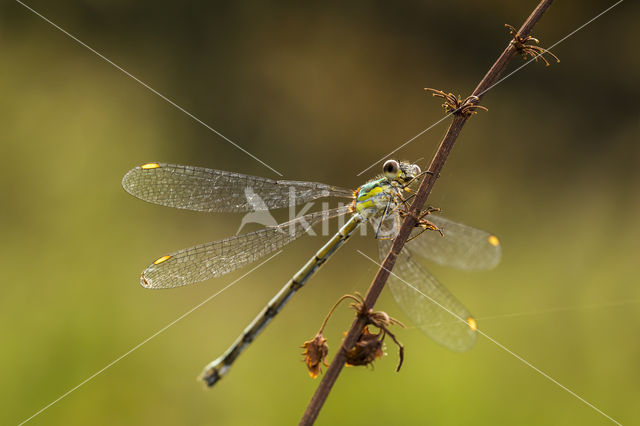 Green Emerald Damselfly (Lestes viridis)