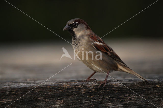 Huismus (Passer domesticus)