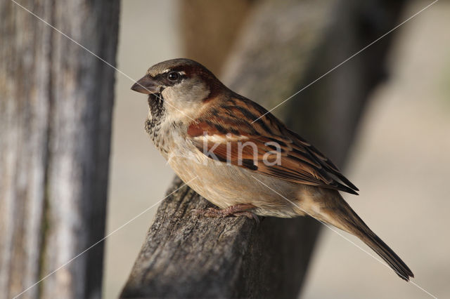 Huismus (Passer domesticus)