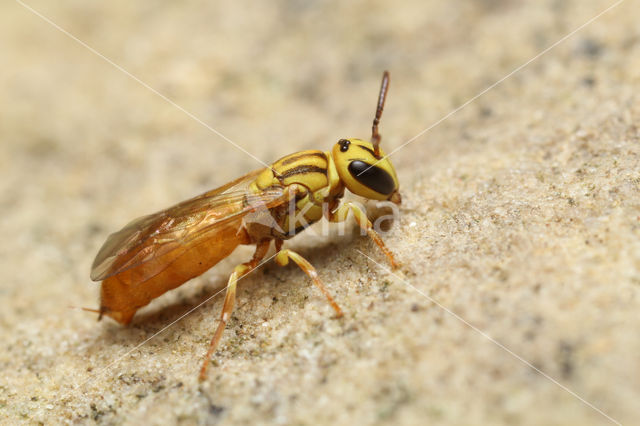 Hylaeus sp.n.