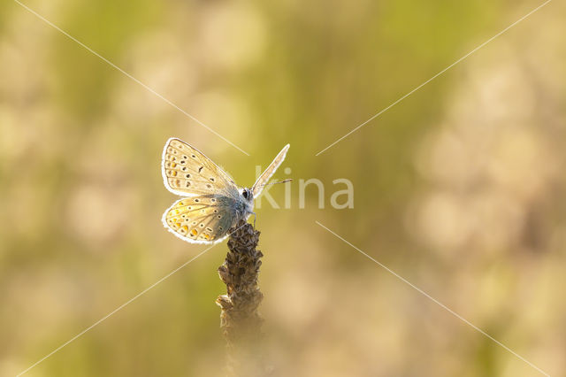 Common Blue (Polyommatus icarus)