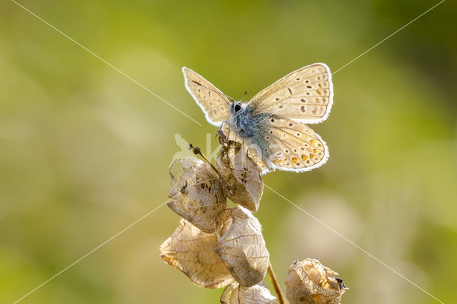 Common Blue (Polyommatus icarus)