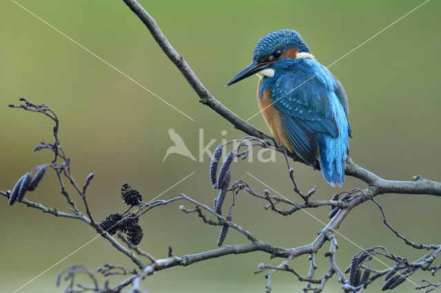 Kingfisher (Alcedo atthis)