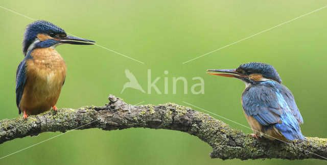 Kingfisher (Alcedo atthis)