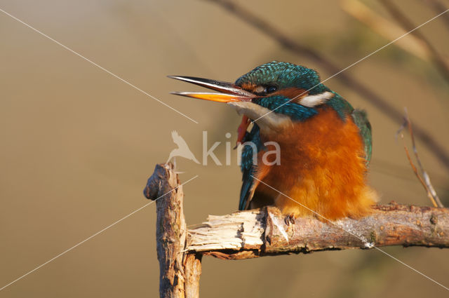 IJsvogel (Alcedo atthis)