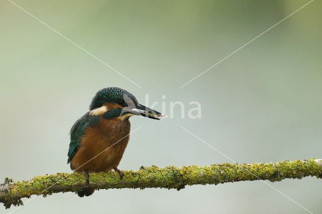 IJsvogel (Alcedo atthis)