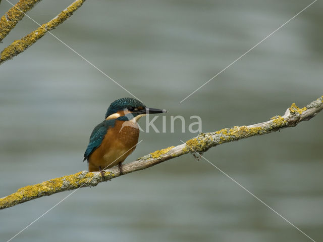 IJsvogel (Alcedo atthis)