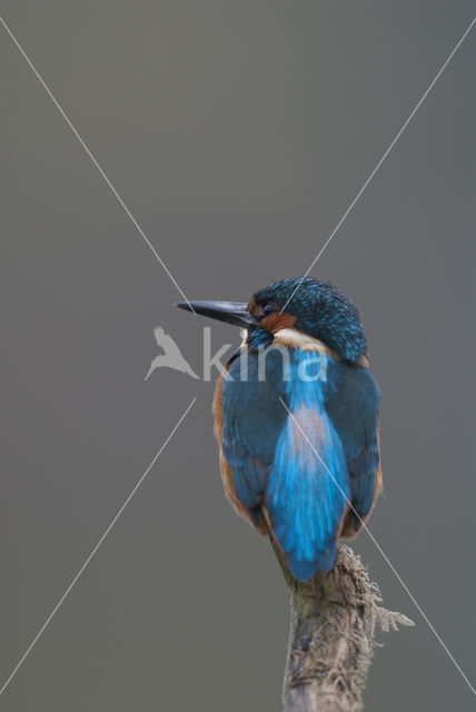 IJsvogel (Alcedo atthis)