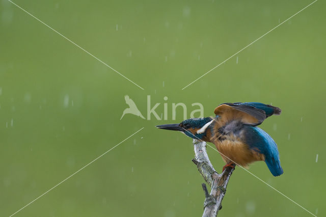 IJsvogel (Alcedo atthis)